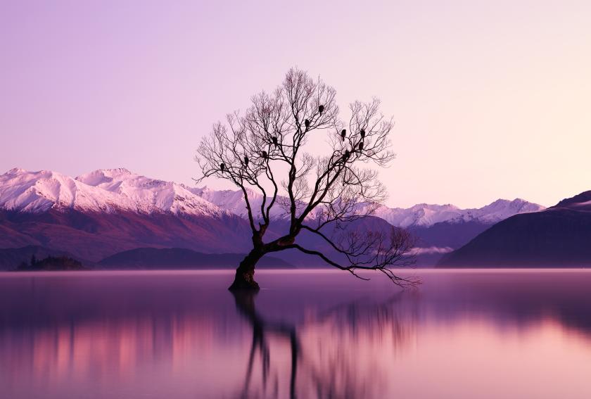 Tree growing out of calm lake with mountains in the background in shades of purple and pink.